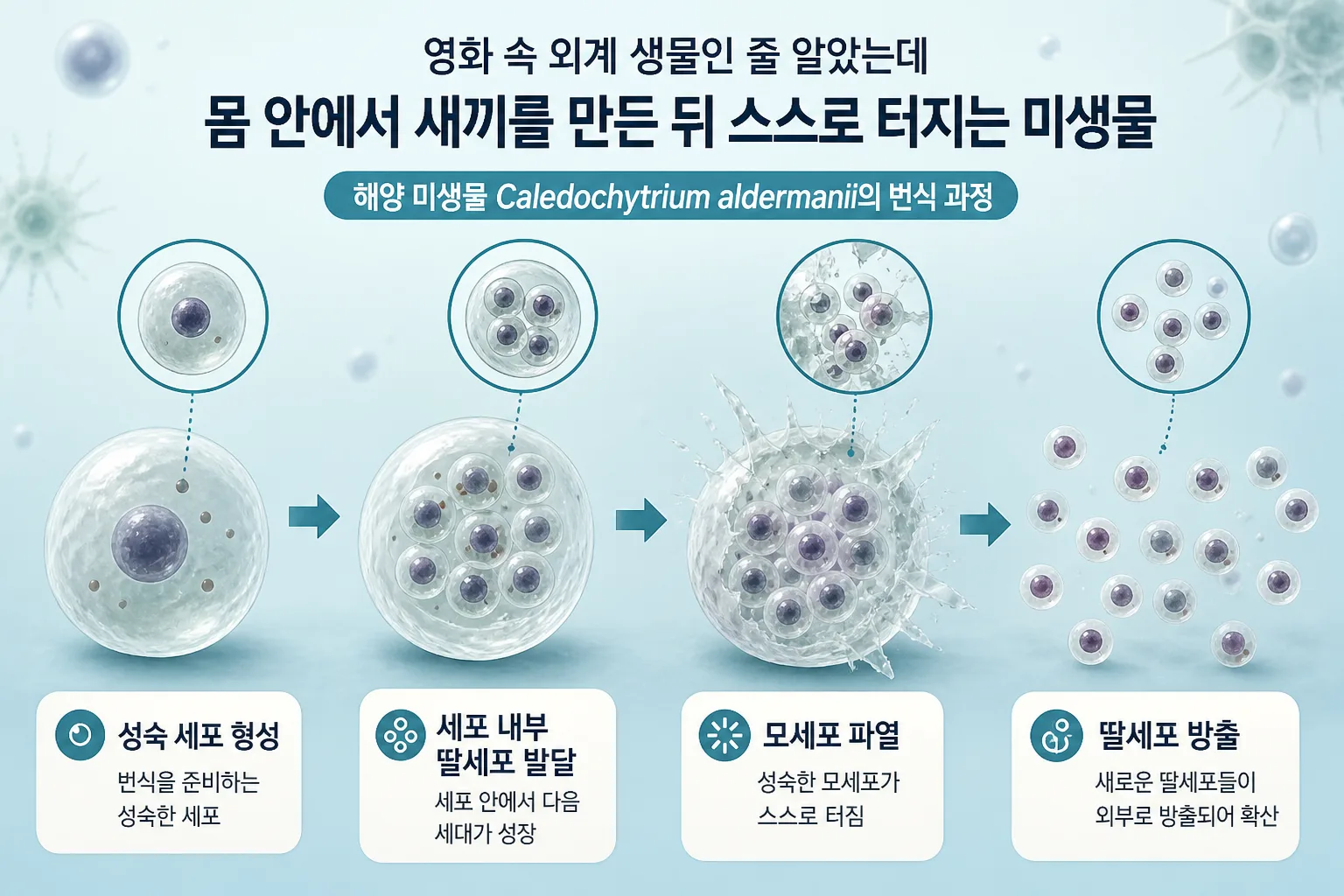 몸 안에서 새끼를 만든 뒤 스스로 터지는 미생물 핵심 정보