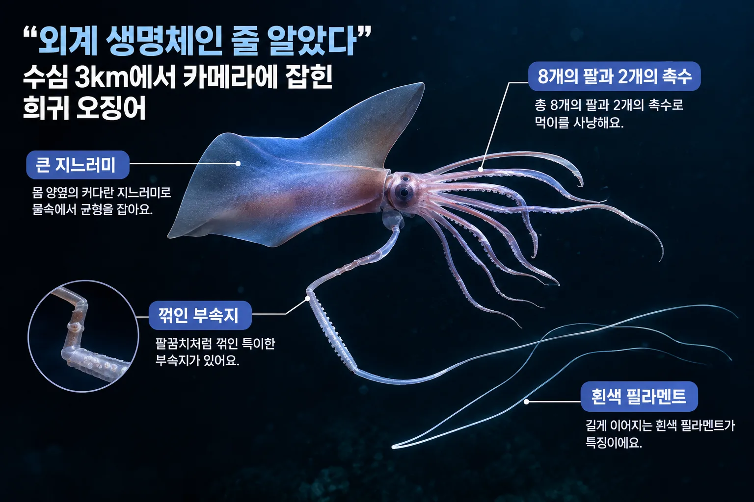 희귀 오징어 핵심 정보