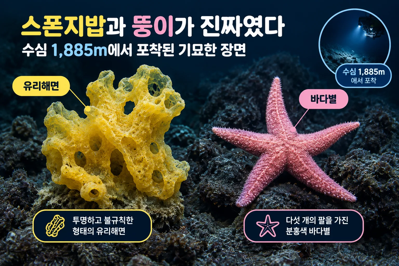 스폰지밥과 뚱이 핵심 정보
