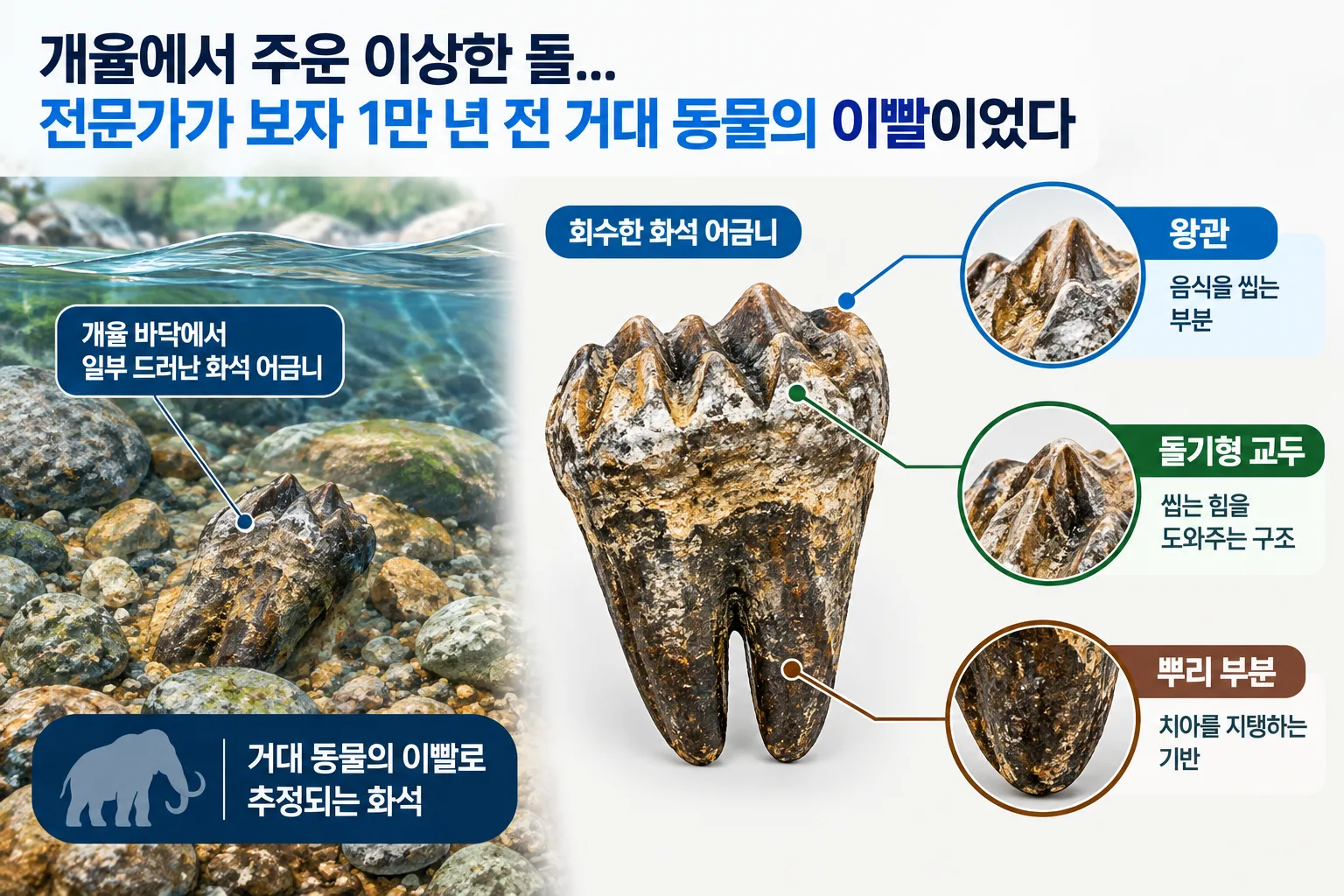 이상한 돌 핵심 정보