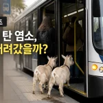 "버스 탄 염소" 두 마리, 출근길 승객처럼 올라탔다가 20초 만에 하차한 이유 4 버스 탄 염소 대표 이미지