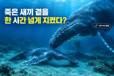 혹등고래의 이상한 행동 대표 이미지