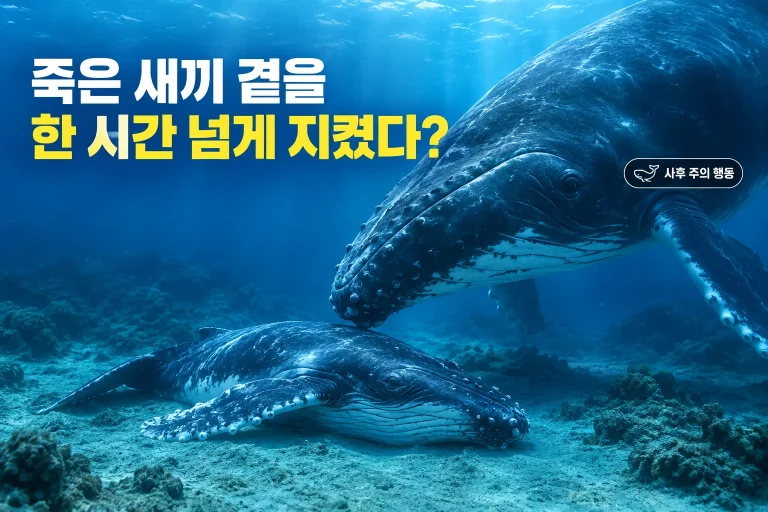 혹등고래의 이상한 행동 대표 이미지